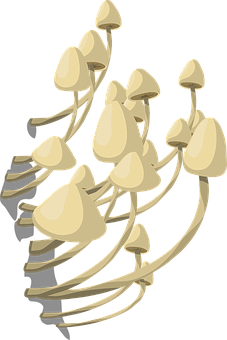 Oyster Mushroom Cluster Illustration PNG Image