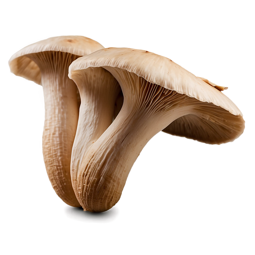 Oyster Mushroom Png Cng70 PNG Image