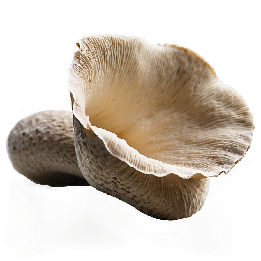 Oyster Mushroom Png Ojy96 PNG Image