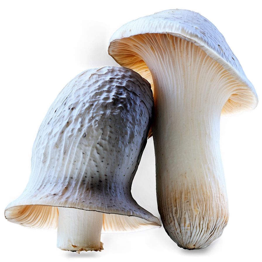 Oyster Mushroom Png Ung99 PNG Image