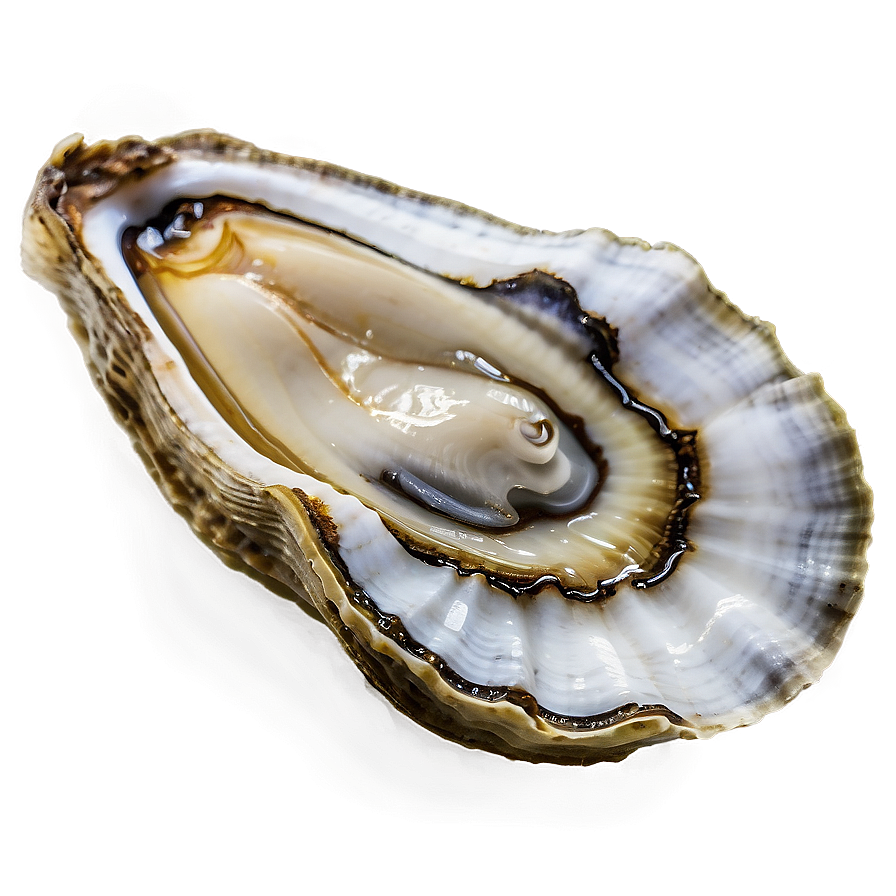 Oyster Natural Png 06122024 PNG Image