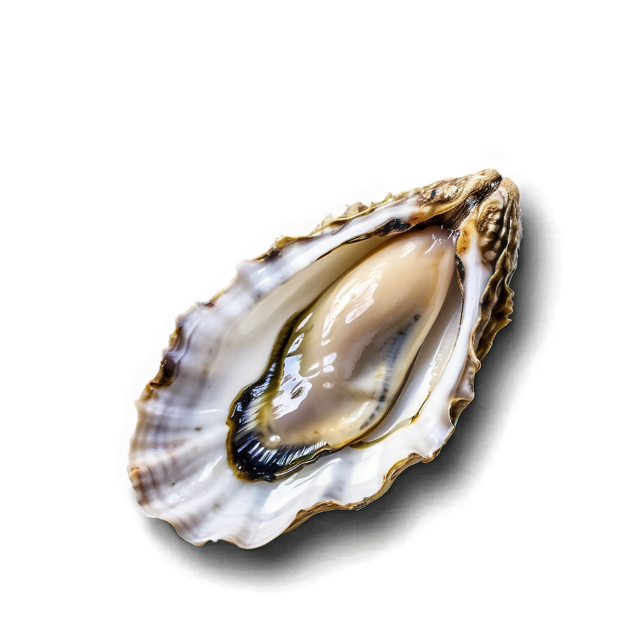 Oyster Tasting Png Ldd PNG Image