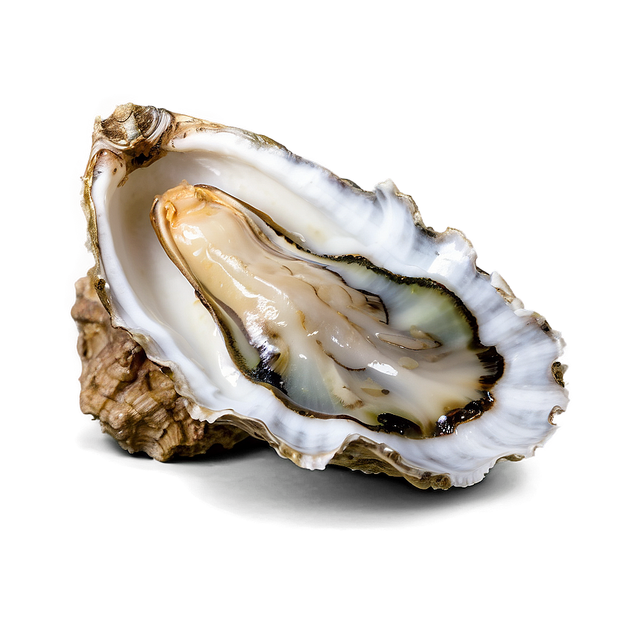 Oyster Varieties Png 06122024 PNG Image