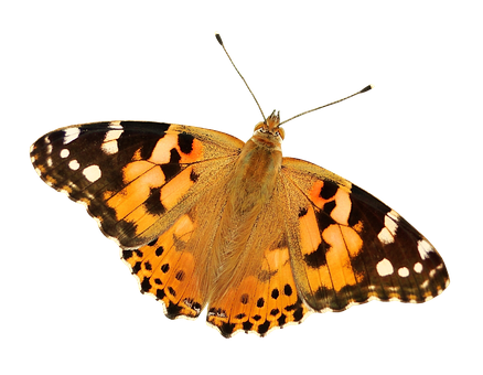 Painted Lady Butterfly Black Background PNG Image