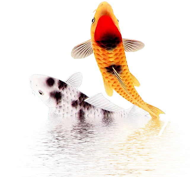 Pairof Koi Fish Swimming PNG Image