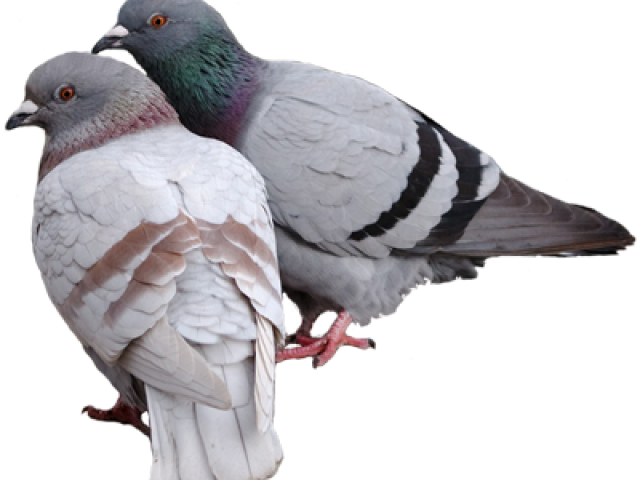 Pairof Pigeons Perching Together PNG Image