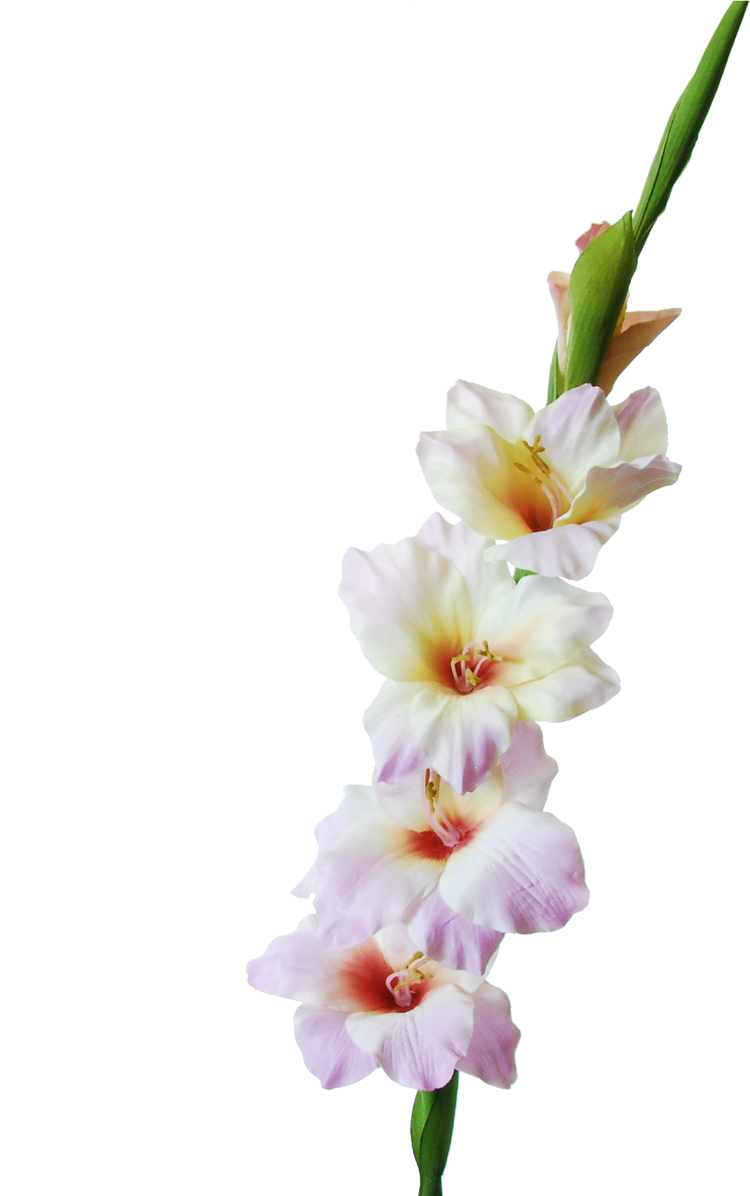 Pale Pink Gladiolus Flowers PNG Image