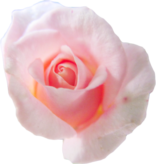 Pale Pink Rose Isolated Background PNG Image