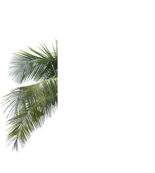 Palm Fronds Against Sky PNG Image