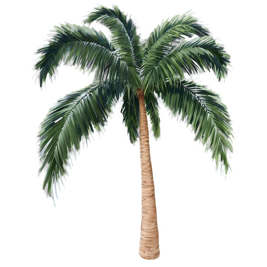 Palm Tree B PNG Image