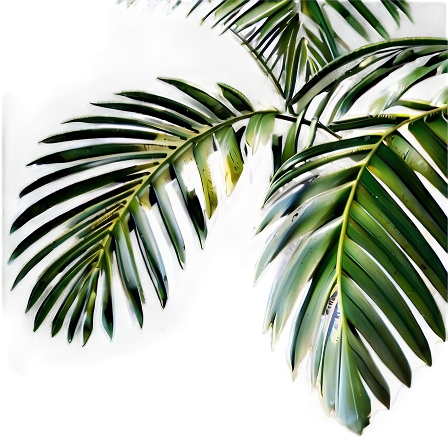 Palm Tree Leaf Png Nhx88 PNG Image