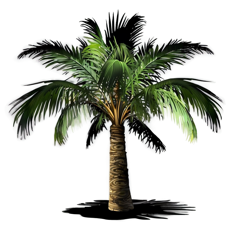 Palm Tree Shadow Png Hwj5 PNG Image