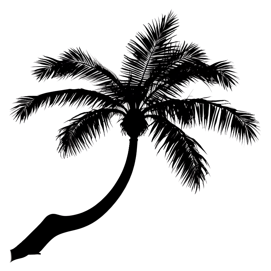 Palm Tree Silhouette With Birds Png Kot PNG Image