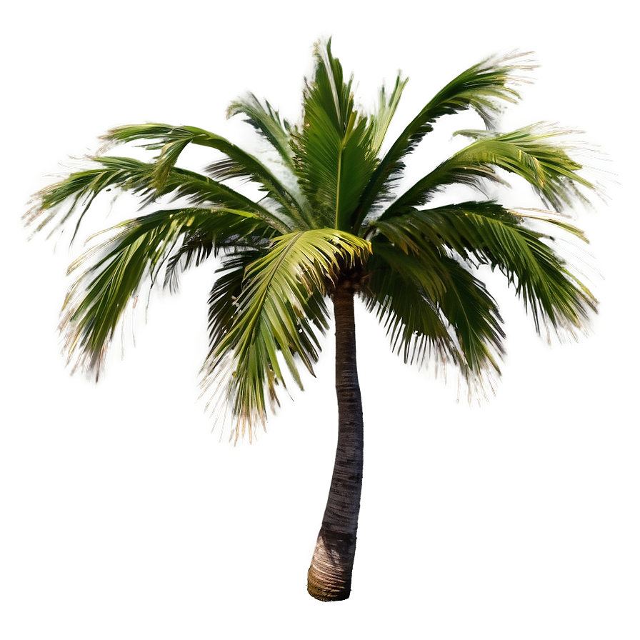 Palmera Wind Dance Png Kin94 PNG Image