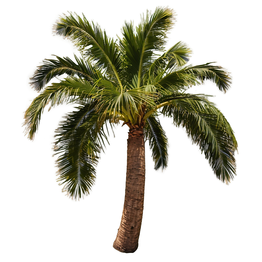 Palms At Dawn Png Lpt PNG Image