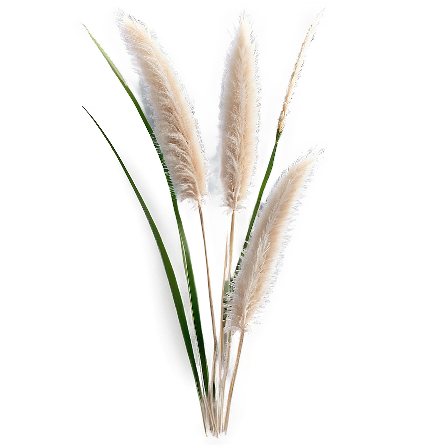 Pampas Grass Bundle Png 06122024 PNG Image