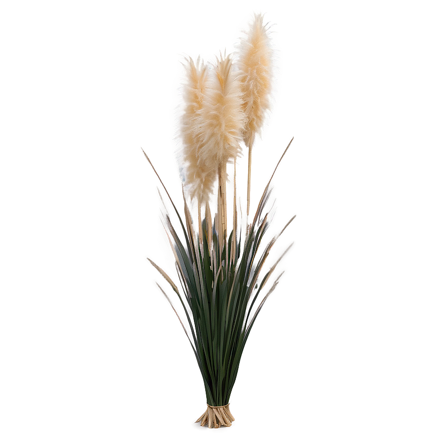 Pampas Grass Bundle Png Ker23 PNG Image