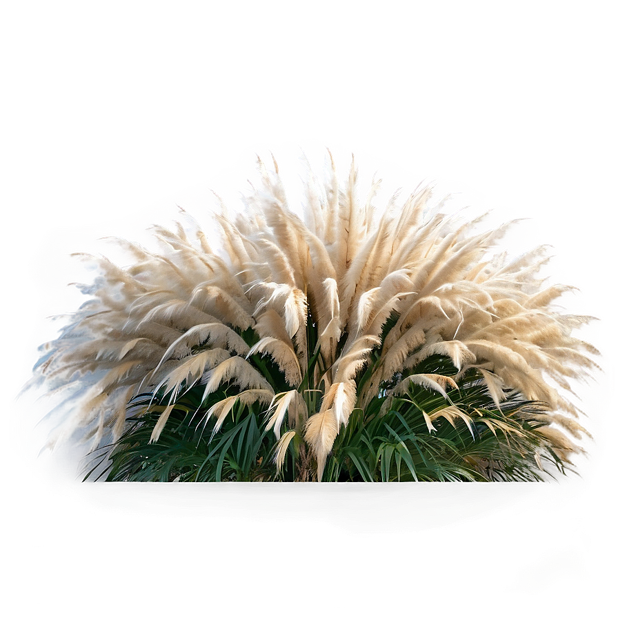 Pampas Grass Garden Png Aec PNG Image