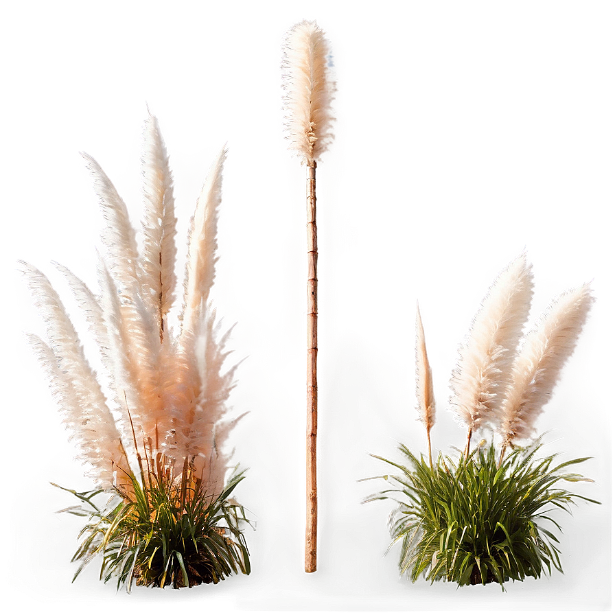 Pampas Grass Garden Png Ogj7 PNG Image