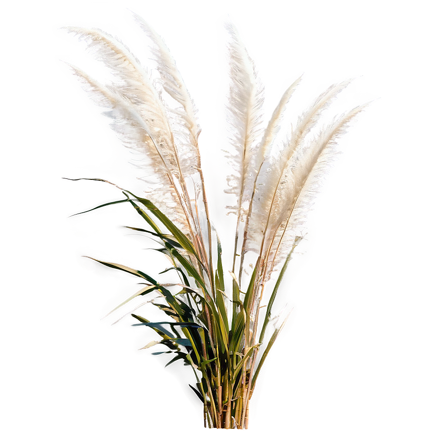 Pampas Grass On Beach Png 61 PNG Image