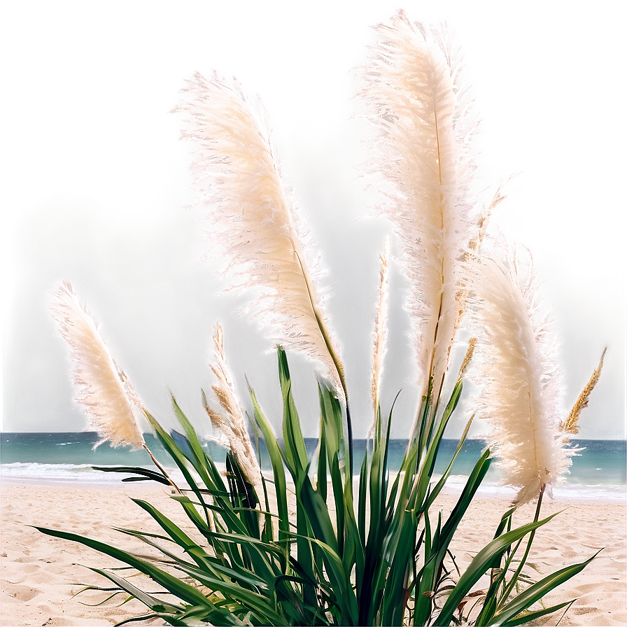 Pampas Grass On Beach Png Srn95 PNG Image