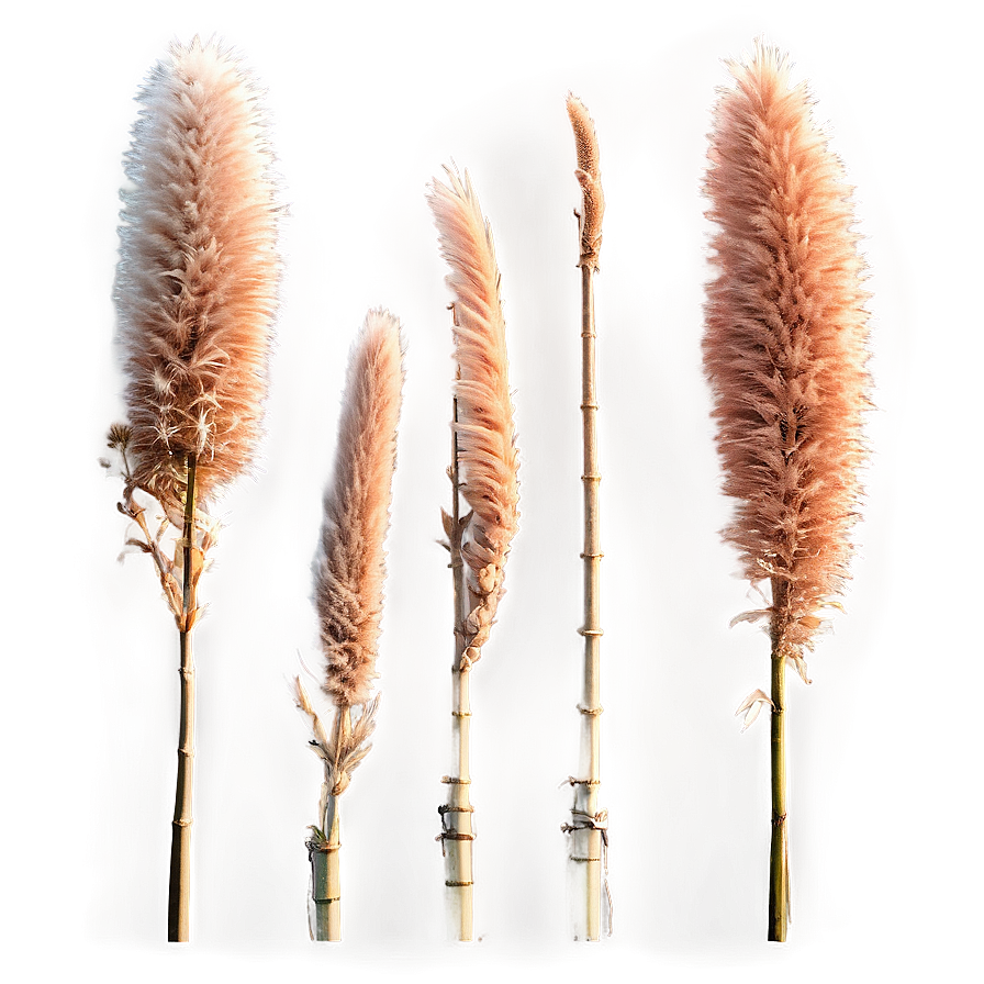 Pampas Grass Sunset Png 43 PNG Image