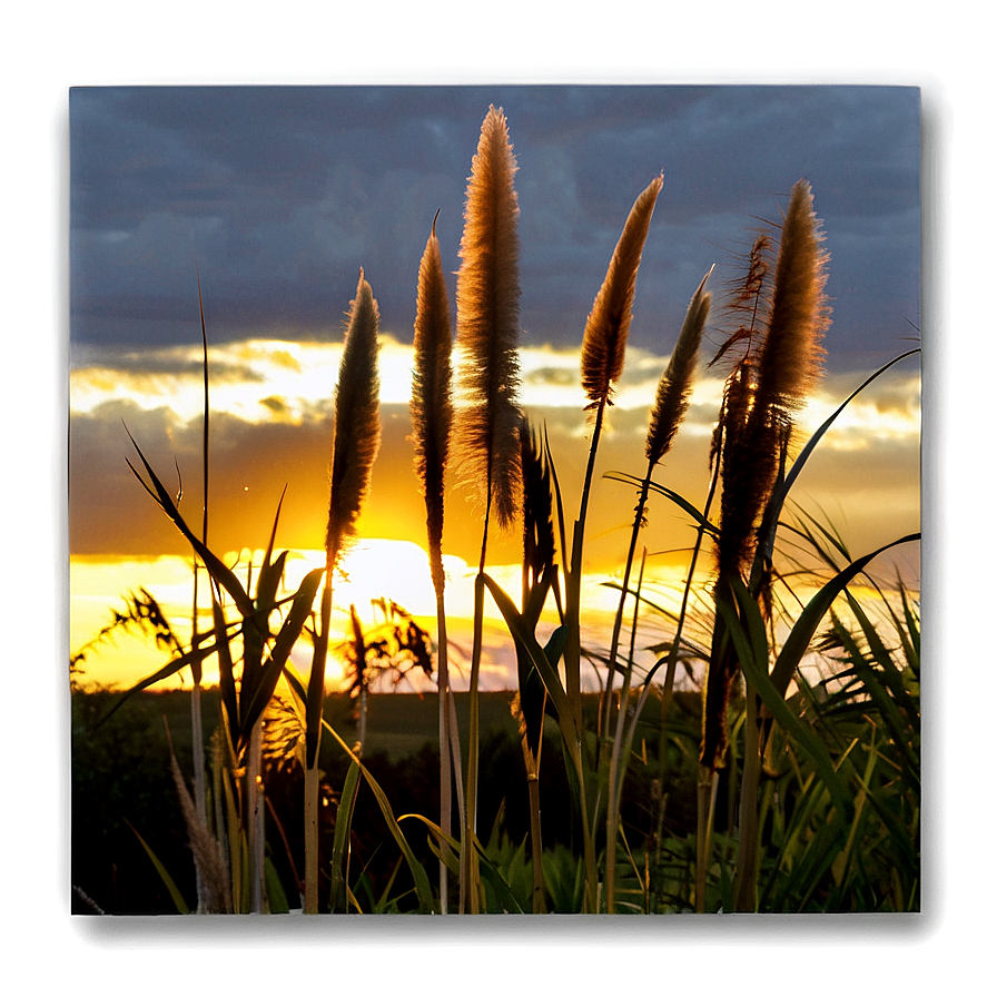 Pampas Grass Sunset Png 7 PNG Image