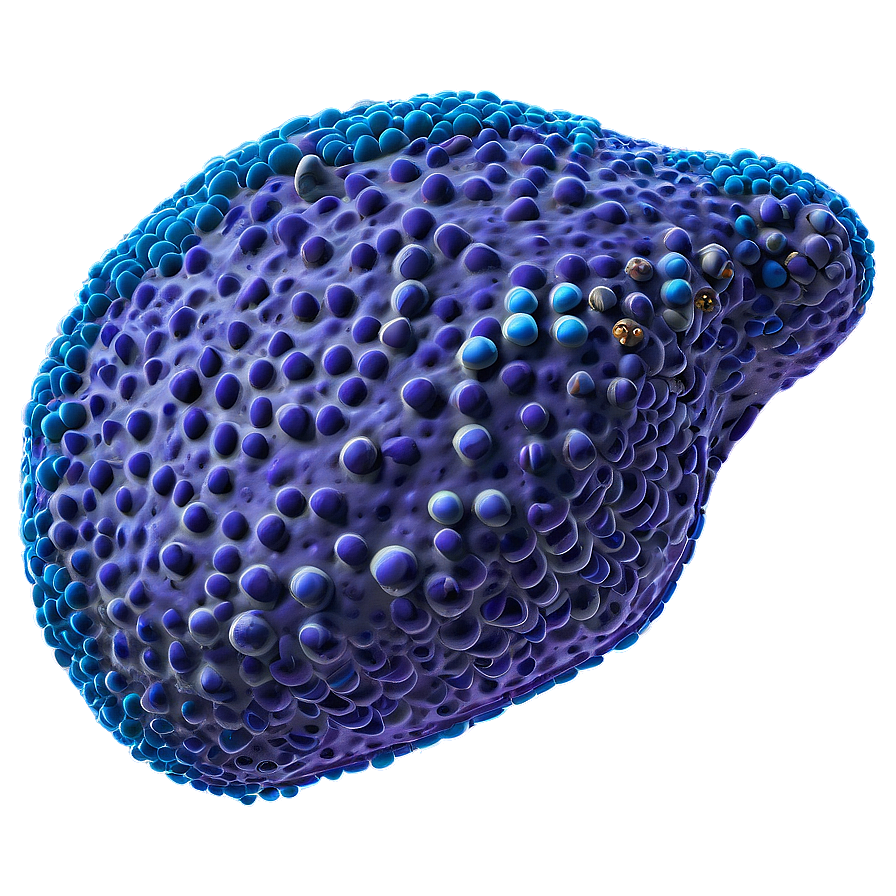 Pancreatic Cells Endocrine Png 93 PNG Image