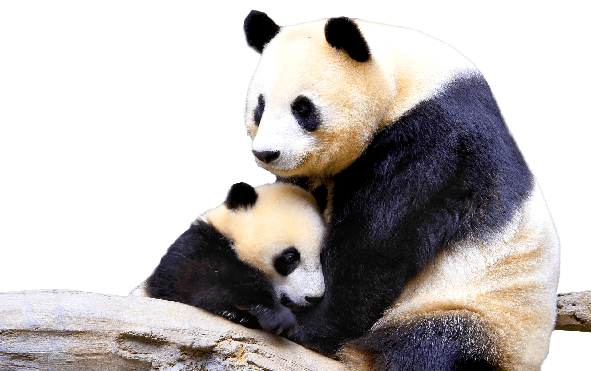 Panda Cuband Mother Embrace PNG Image