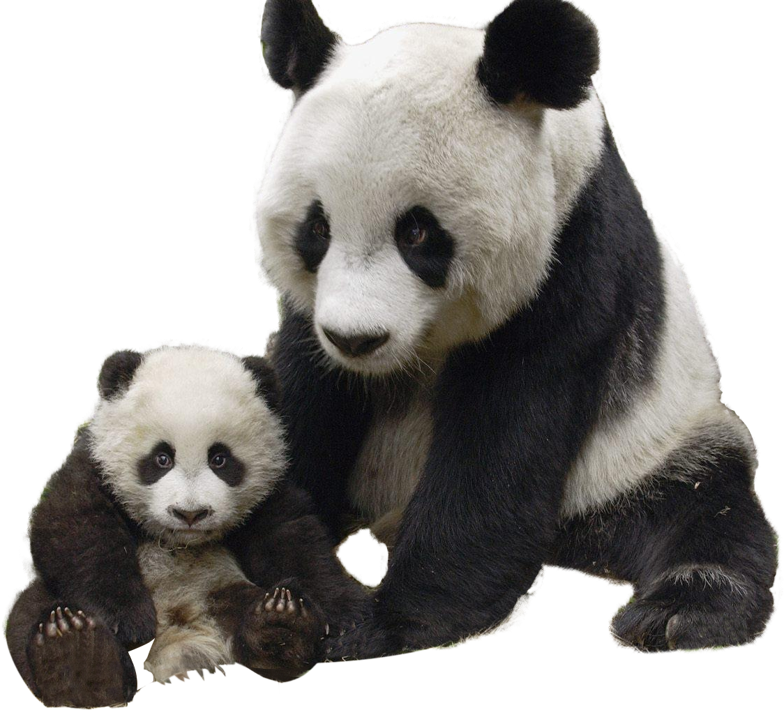 Pandaand Cub Togetherness PNG Image