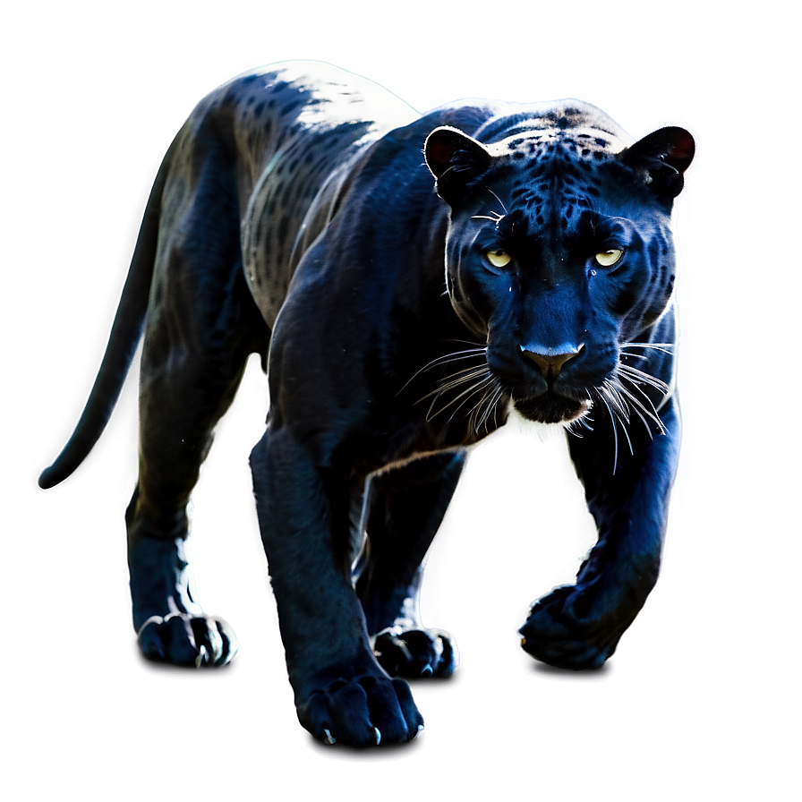 Panther In Shadows Png Agc15 PNG Image