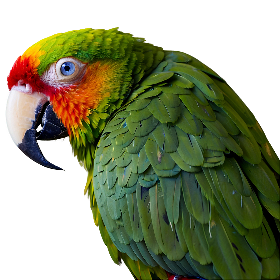 Parrot Beak Close-up Png 05242024 PNG Image