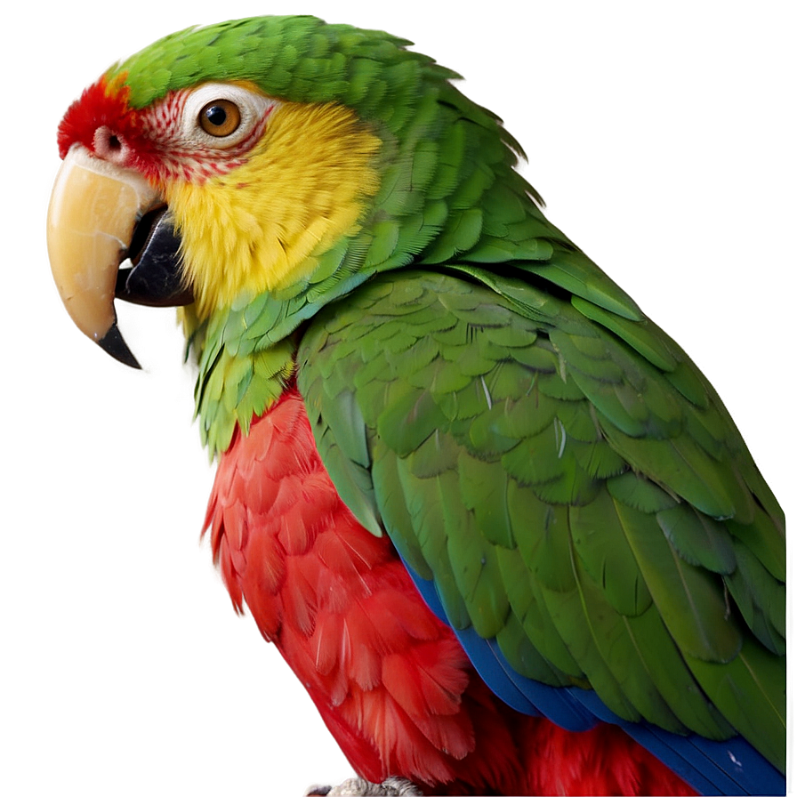 Parrot Beak Close-up Png 25 PNG Image