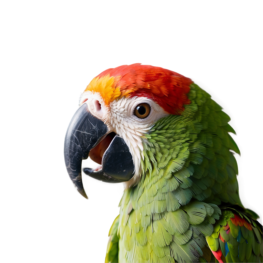 Parrot Beak Close-up Png Ubr PNG Image