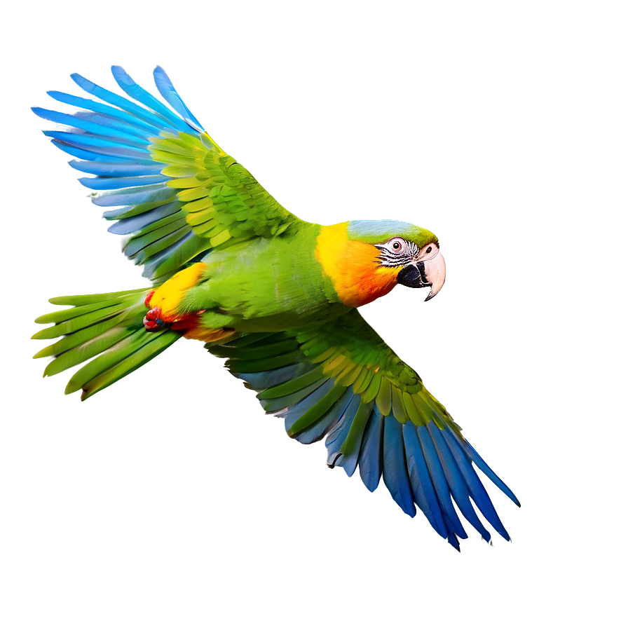 Parrot In Flight Png 65 PNG Image