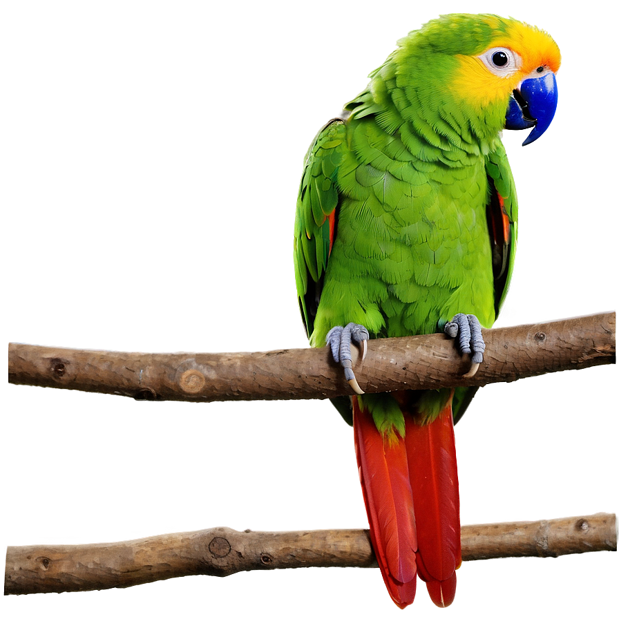 Parrot On Branch Png 10 PNG Image