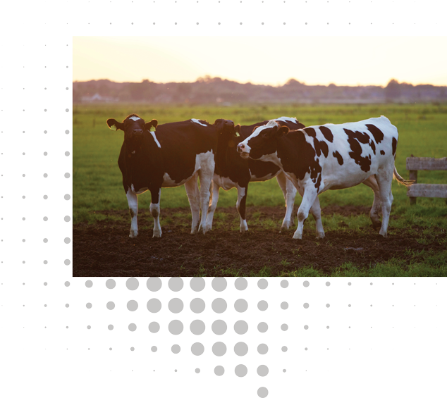 Pastoral Cattle Trioat Dusk PNG Image