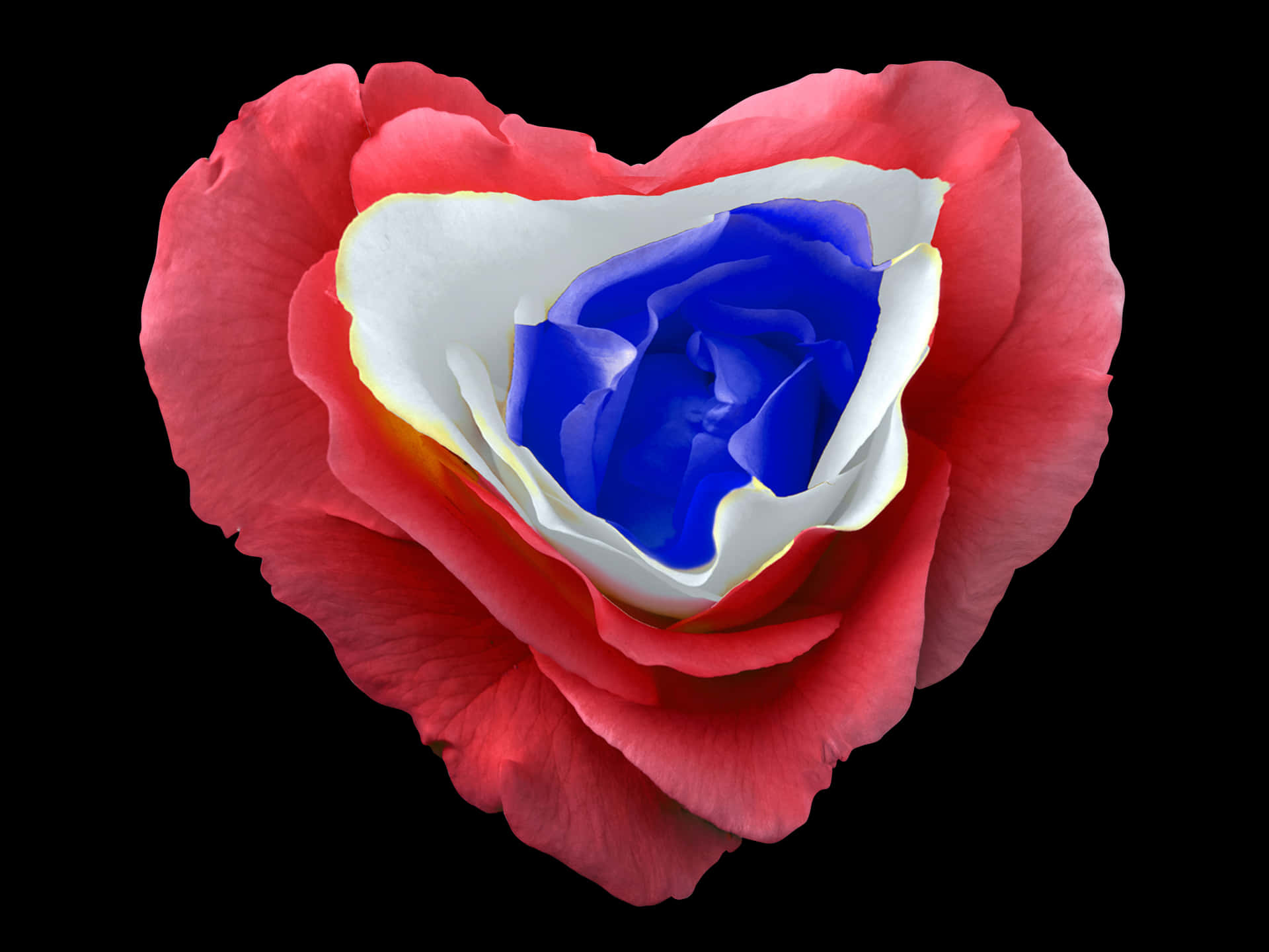 Patriotic Rose Heart Shaped Petals PNG Image