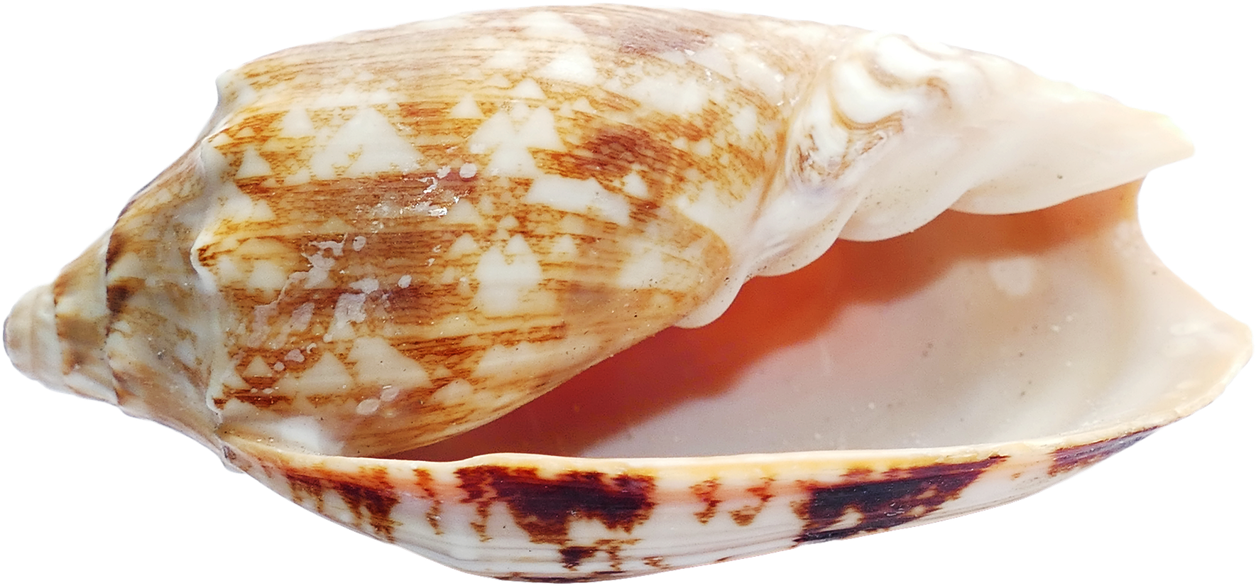 Patterned Seashell Isolated.png PNG Image