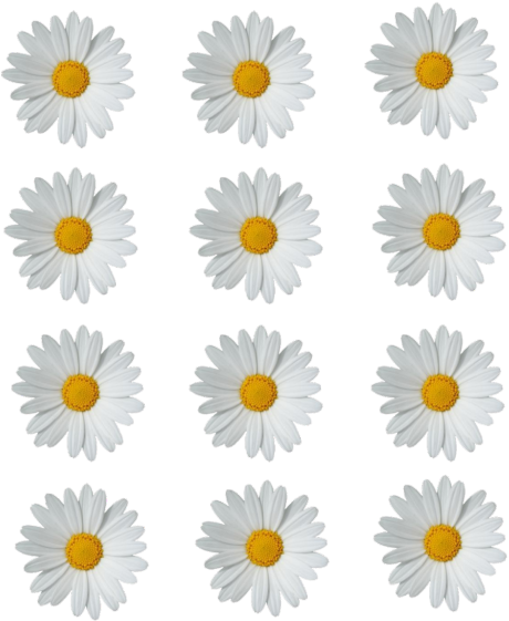 Patternof White Daisieson Gray Background PNG Image