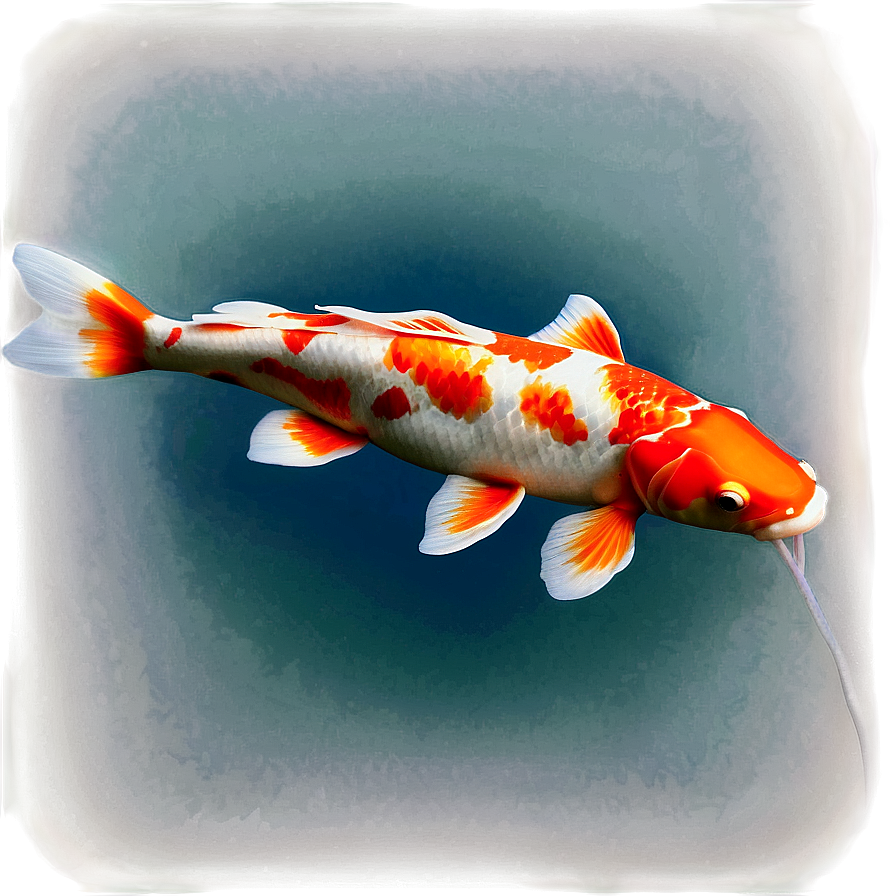 Peaceful Koi Reflection Png Bul PNG Image