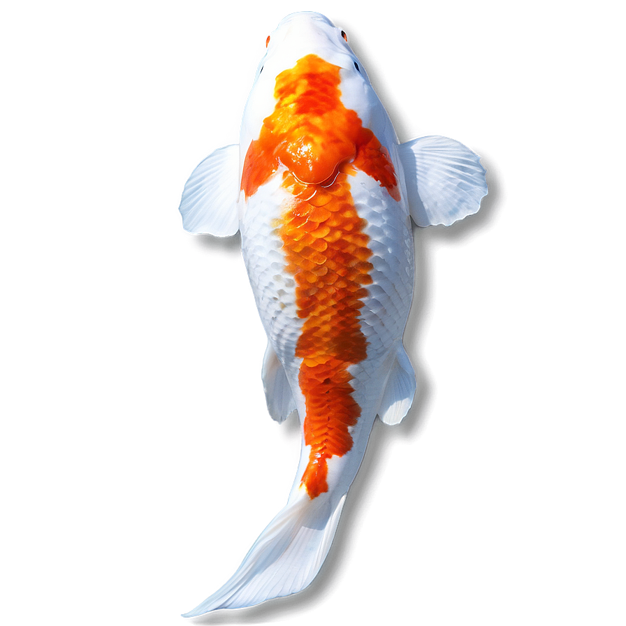 Peaceful Koi Reflection Png Iws77 PNG Image