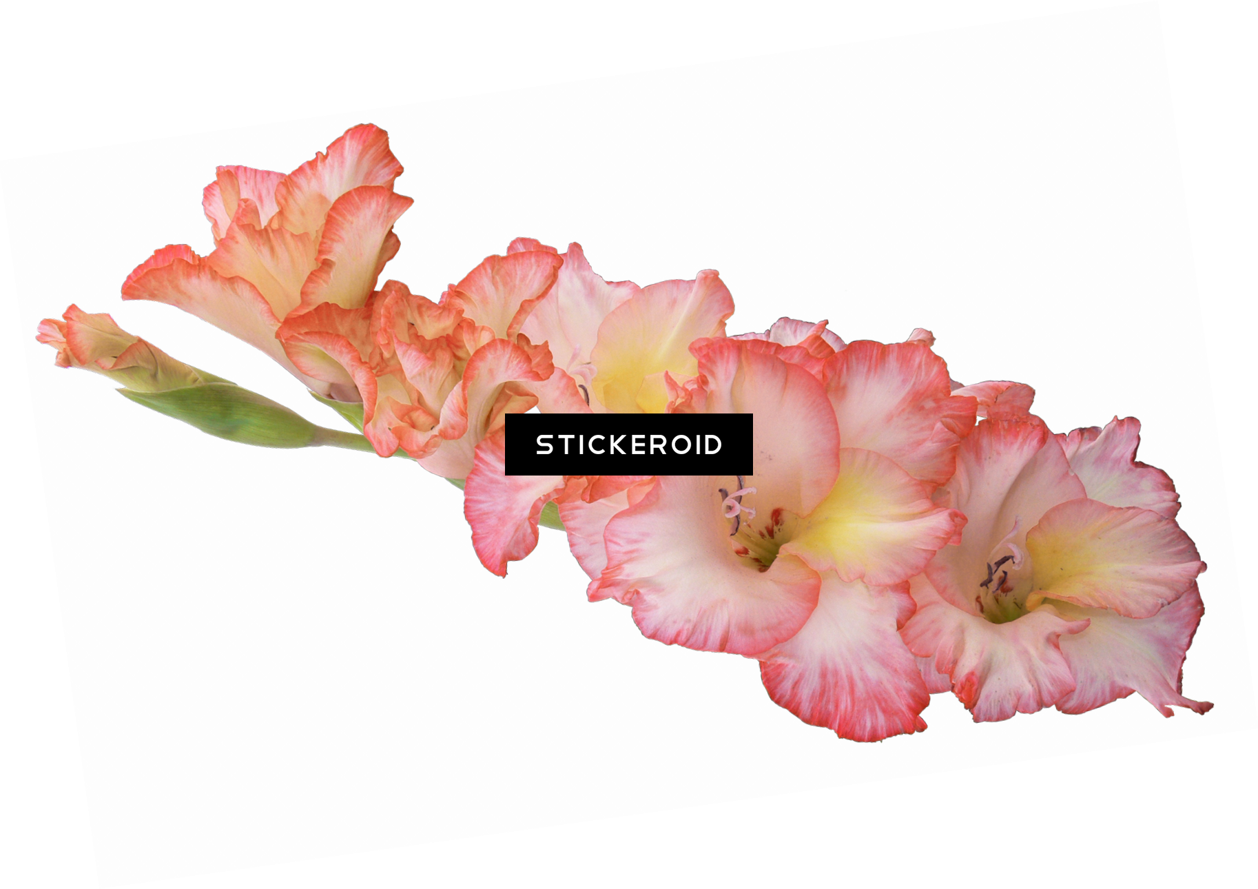 Peach Blush Gladiolus Flowers PNG Image