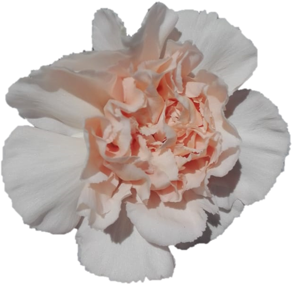 Peach Carnation Flower Bloom PNG Image