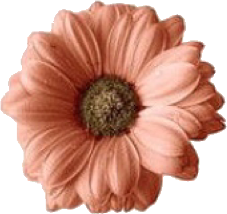 Peach Colored Gerbera Daisy PNG Image