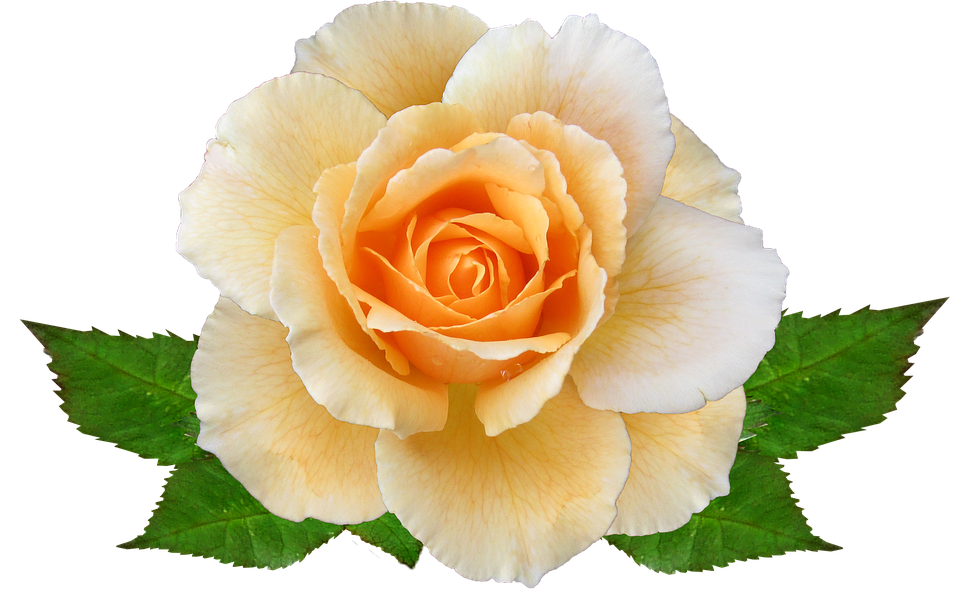 Peach Colored Rose Transparent Background.png PNG Image