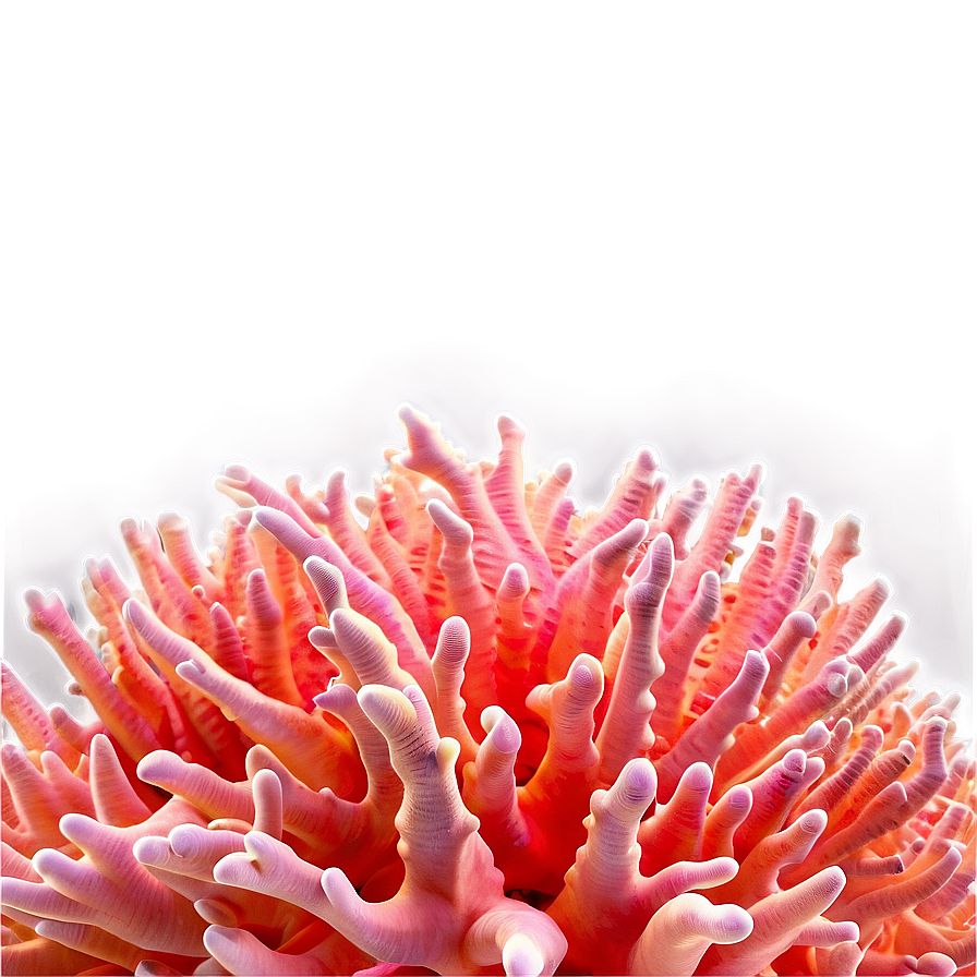 Peach Coral Reef Png Dsh28 PNG Image