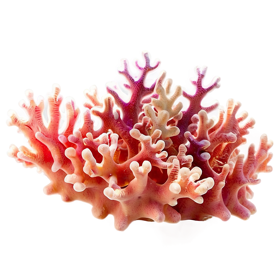 Peach Coral Reef Png Wwa80 PNG Image