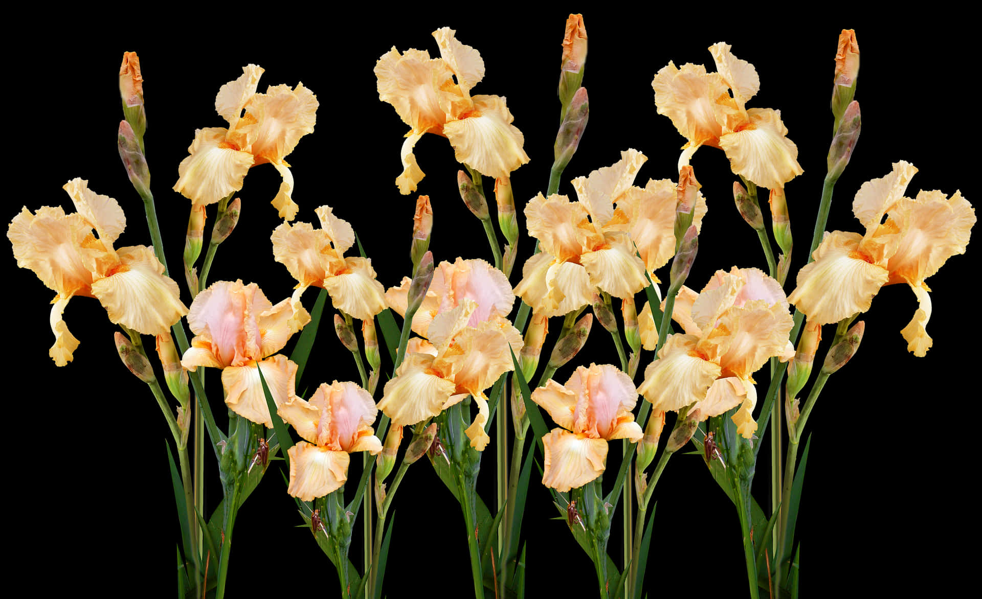 Peach Iris Bouquet Black Background PNG Image