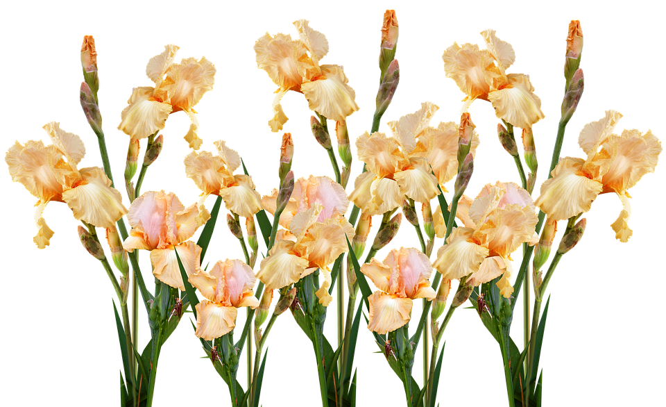 Peach Iris Bouquet Transparent Background PNG Image